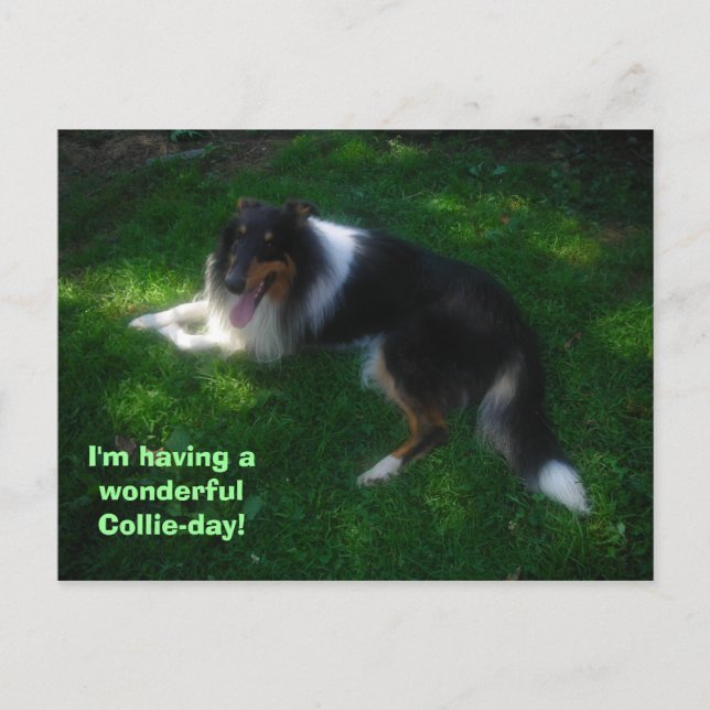 collie-day postcard (Front)