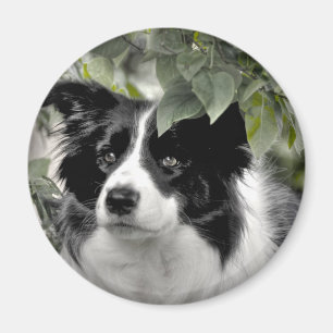 Collie Dog in the Woods Magnet