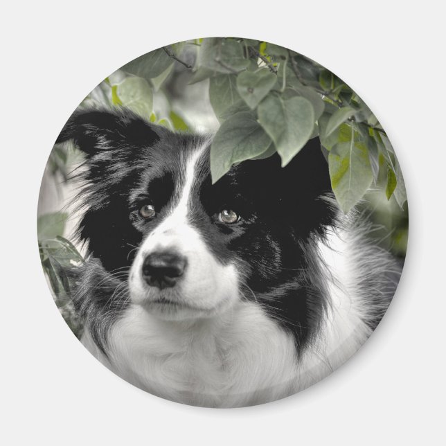 Collie Dog in the Woods Magnet (Front)