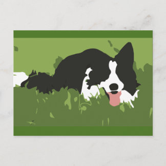 Collie Dog Postcard