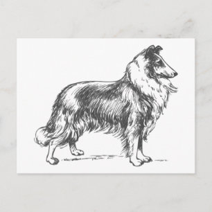 Collie Dog Postcard
