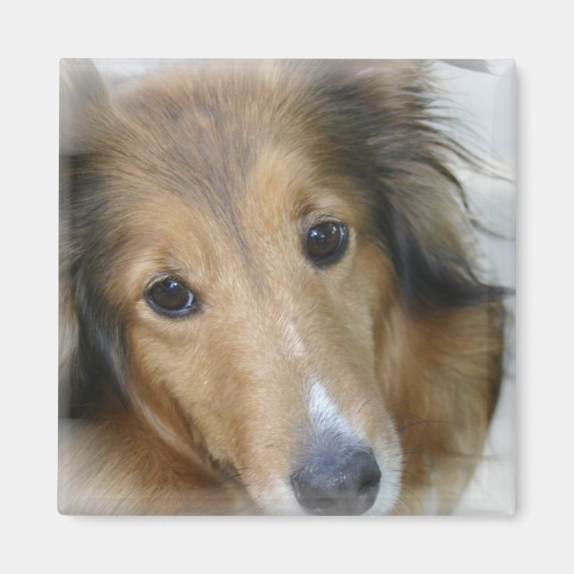 Collie Dog Square Magnet (Front)