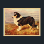 Collie dog vintage illustration postcard<br><div class="desc">Collie dog from a vintage book illustration. Beautiful collie in colour is standing on a hillside in profile.</div>