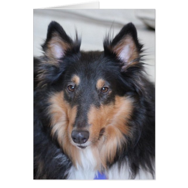 Collie Head Shot, Tri-Coloured Rough Coat Collie (Front)