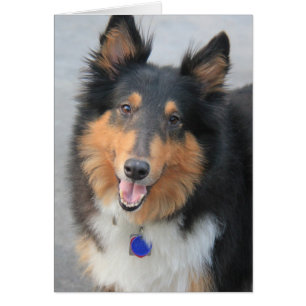 Collie Head Shot, Tri-Coloured Rough Coat Collie