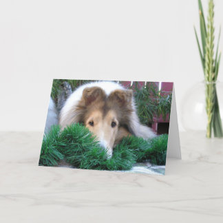 Collie Holiday Card