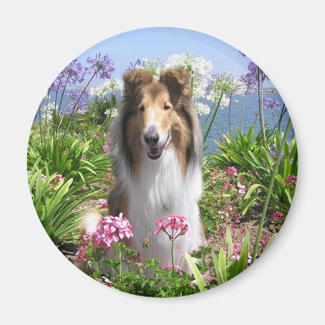 Collie in Flowers Magnet (Front)