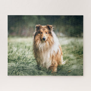 Collie in the Rough Grassland Jigsaw Puzzle