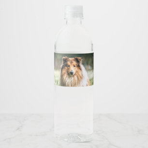 Collie in the Rough Grassland Water Bottle Label