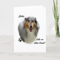 Collie Like No Other Breed