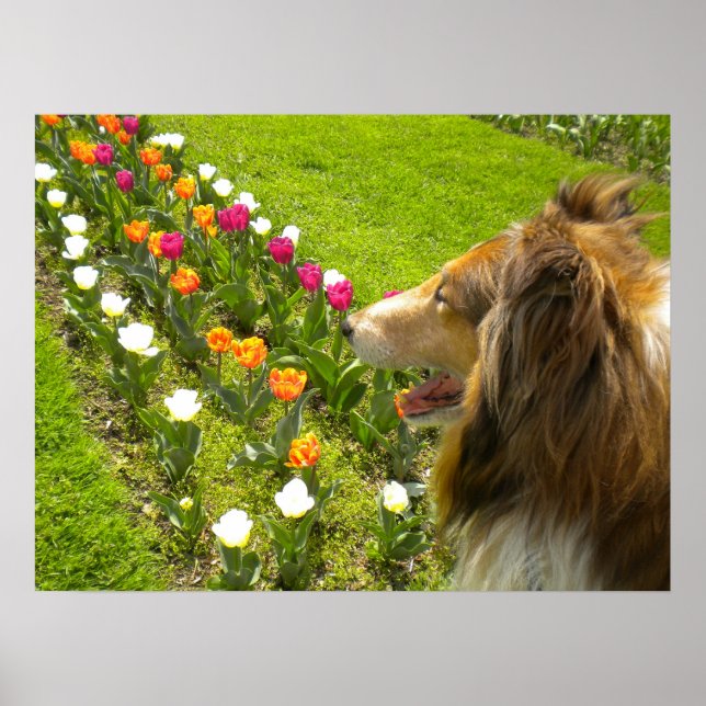 Collie N More Tulips Poster (Front)