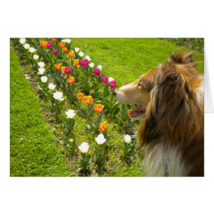 Collie N The Tulips card