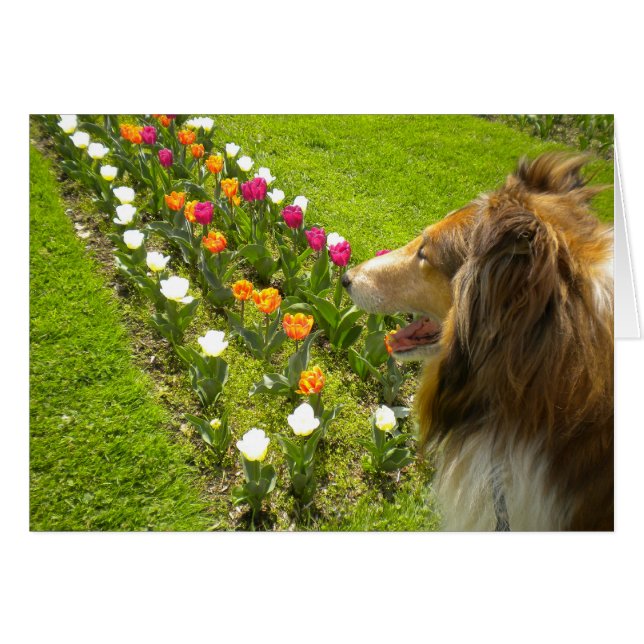Collie N The Tulips card (Front Horizontal)