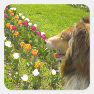 Collie N Tulips Stickers