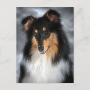 Collie Postcard