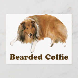 Collie Postcard