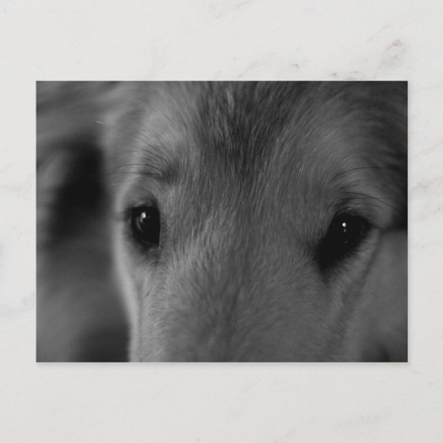 Collie Postcard (Front)