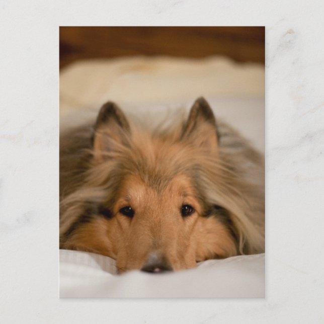 Collie Postcard (Front)