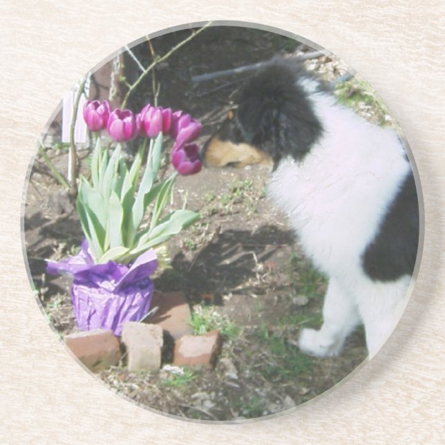 Collie Pup Smells the flowers Coaster (Front)