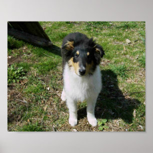COLLIE PUPPY  POSTER