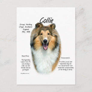 Collie (sable rough) History Design Postcard