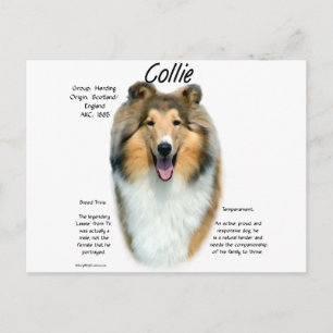 Collie (sable rough) History Design Postcard