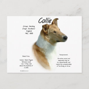 Collie (sable smooth) History Design Postcard