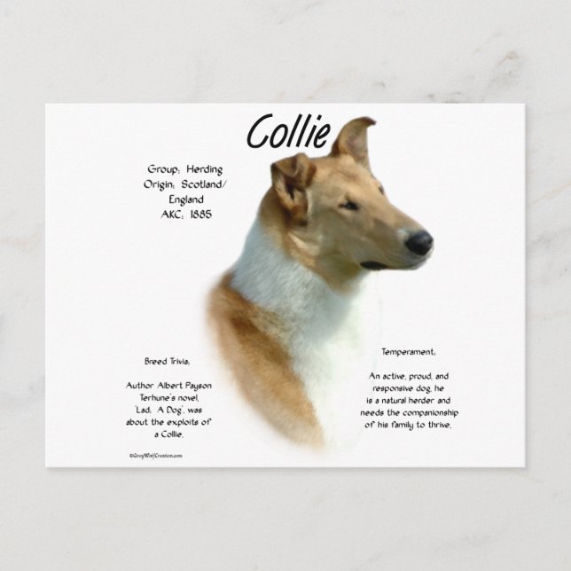 Collie (sable smooth) History Design Postcard (Front)