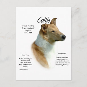 Collie (sable smooth) History Design Postcard