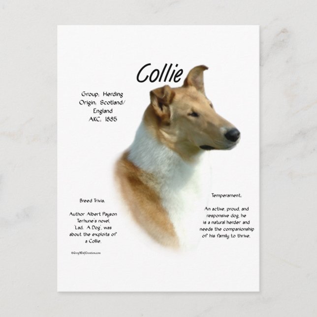 Collie (sable smooth) History Design Postcard (Front)