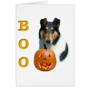 Collie (smooth) Boo