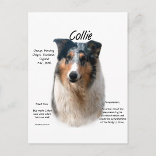 Collie (smooth merle) History Design Postcard