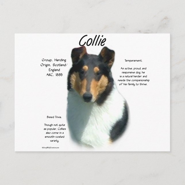 Collie (tri smooth) History Design Postcard (Front)