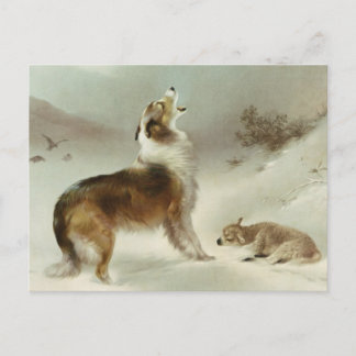 Collie und Schaf Postcard