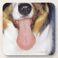 Collie wagging tongue