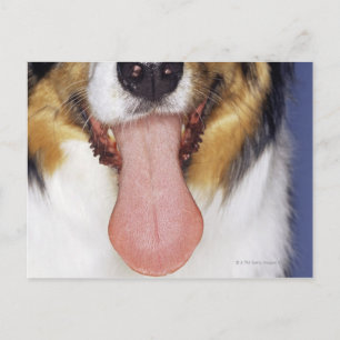 Collie wagging tongue postcard