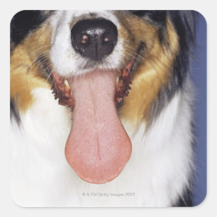 Collie wagging tongue square sticker
