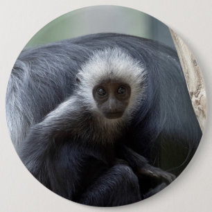 Colobus polykomos 6 cm round badge