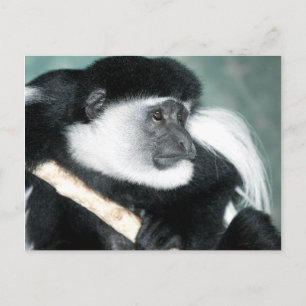 Colobus Ricci Postcard