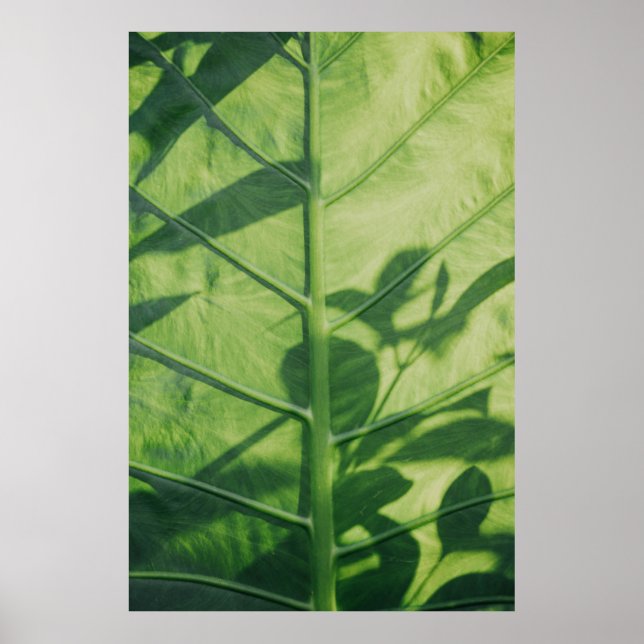 Colocasia esculenta leaf poster (Front)