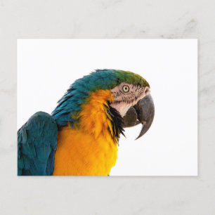 coloful Parrot Holiday Postcard