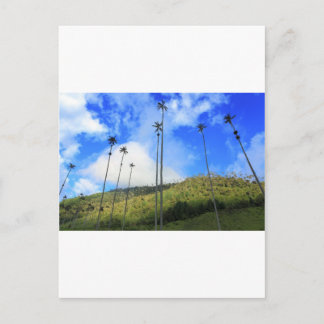 Colombian wax palm trees in the Cocora Valley Postcard