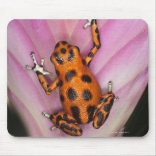 Colon Isle Dart Frog, Oophaga pumilio Mouse Pad