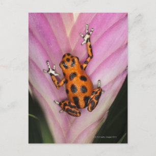 Colon Isle Dart Frog, Oophaga pumilio Postcard