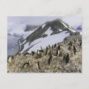 Colony of Chinstrap penguins Postcard