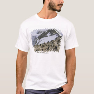 Colony of Chinstrap penguins T-Shirt