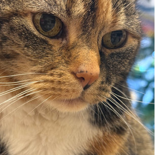 Color Photo Of Cat Relaxing Card