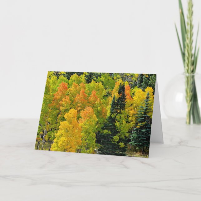 Colorado Aspen Grove Card (Front)