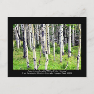 Colorado Aspen Trees Postcard