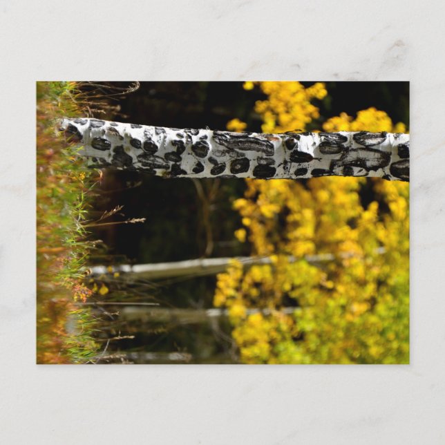 Colorado Aspens Postcard (Front)